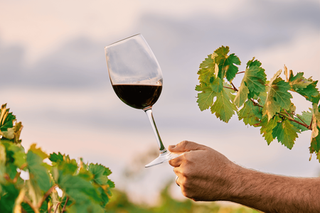 Wine cellar visit and tasting with lunch included  in La Rioja