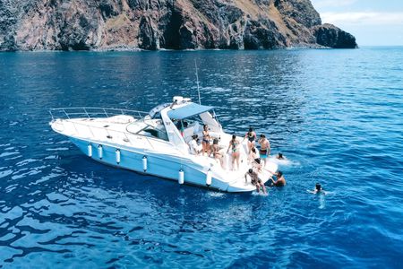 Whales and dolphins watching boat tour