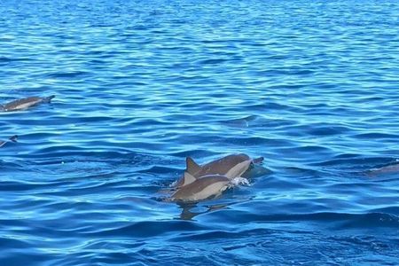 Mauritius dolphin watching speedboat tour