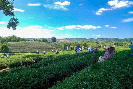 2-days 1-night Akha mudhouse stay, tea and coffee tasting