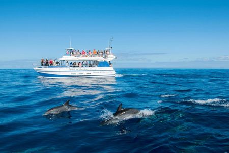 Gran Canaria Spirit of the Sea dolphin-watching cruise