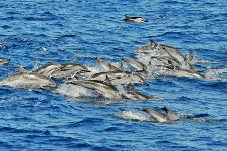 Gran Canaria Supercat dolphin-watching catamaran cruise