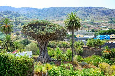 Northwest Tenerife full-day tour with Canarian lunch