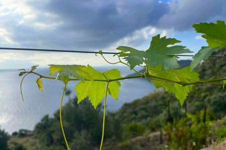 Filicudi vineyard stroll and Tuscia wine tasting experience