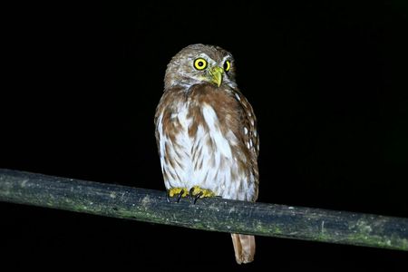 Guided wildlife tour in the Ecuadorian Amazon at night