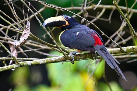 Guided birdwatching tour to Equadorian AMazon Clay Lick