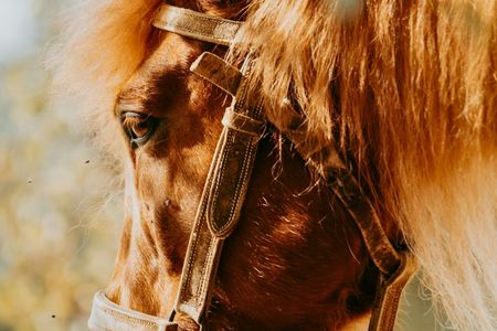 Serra da Cabreira horseback experience with Garrano horses