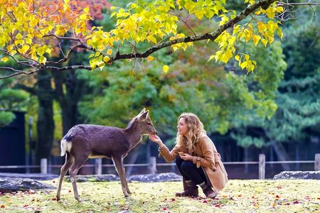 Full-Day Guided Tour of Kansai's Top Attractions