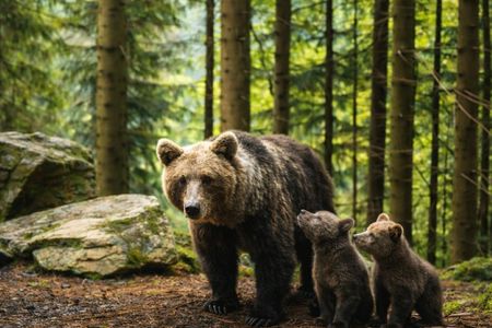 Libearty Bear Sanctuary and Bran Castle private full-day tour