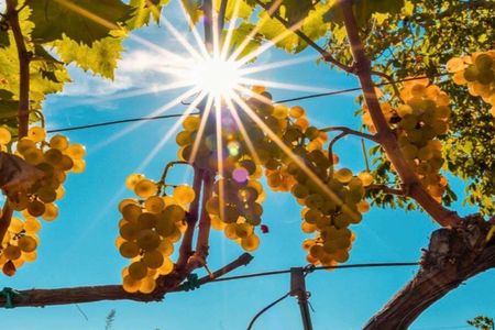 Wine and food tasting on Mount Etna vineyard from Taormina