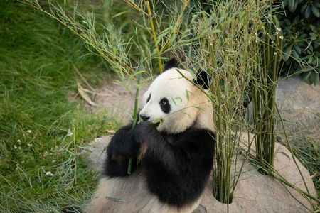 Copenhagen Zoo skip-the-line ticket with audio city tour and 1GB eSIM