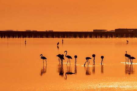 Birdwatching on the Ebro Delta in Catalonia