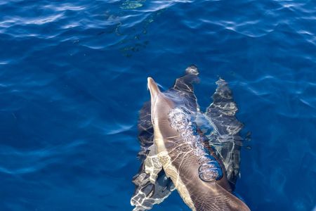 Dolphin watching and Benagil Cave experience in Algarve