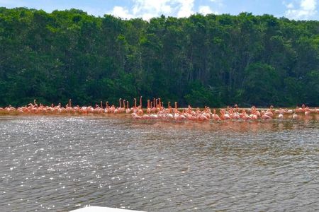 Full-day exploration of Sisal and Celestún coastal towns