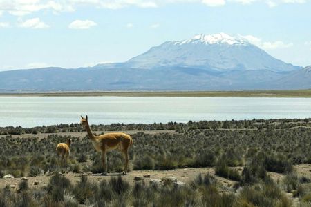 Salinas Salt Lagoon private full-day guided tour from Arequipa