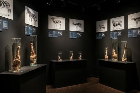 Phallological Museum ticket with Reykjavík audio guide and eSIM