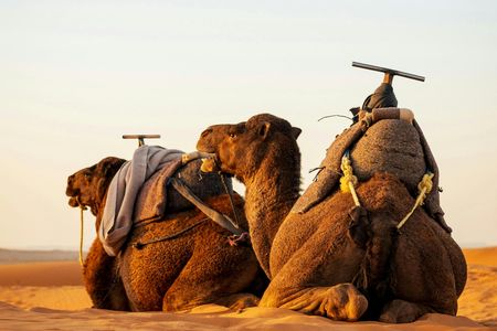 Agafay desert private sunset camel ride from Marrakech