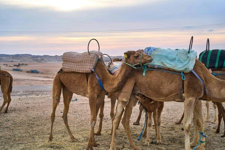 Evening camel ride Agafay desert with a traditional dinner