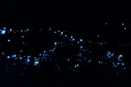 Evening rainforest and glow worm tour