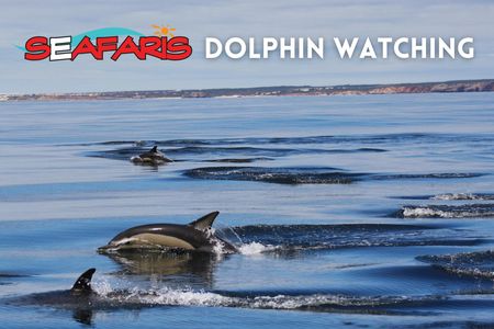 Guided dolphin watching tour in Lagos