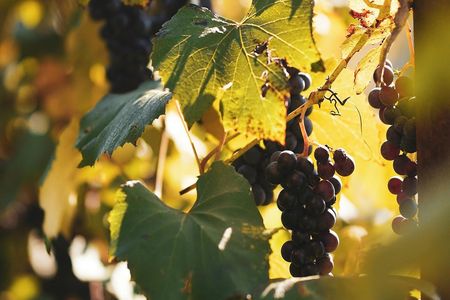 La Rioja guided tour with wine tasting from Logroño