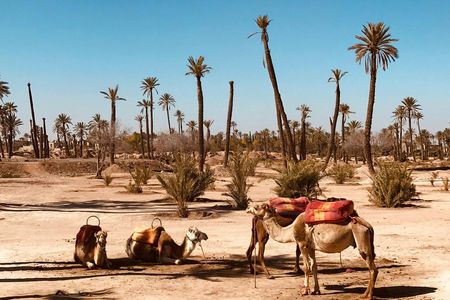 Palmeraie camel ride from Marrakech with tea break