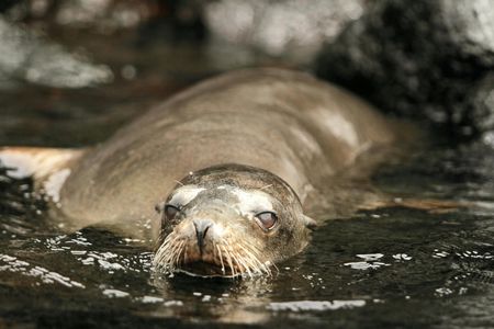 Santa Cruz bay tour with snorkelling and Las Grietas visit