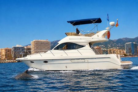 Dolphin watching on a luxury shared yacht with drink
