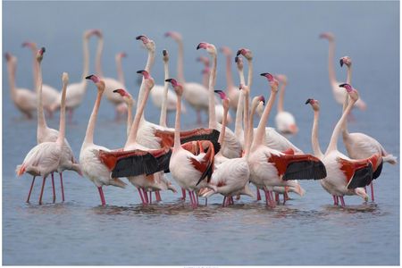 Flamingo ecosafari tour in electric minibus at Molentargius Park