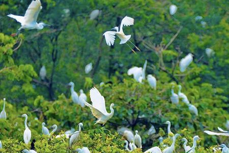 Guided tour of Bang Lang Stork Garden and Binh Thuy Communal House