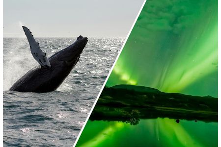 Whale watching and northern lights tour from Reykjavik