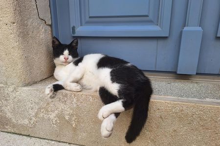 Cats of Cres walking tour of the Old Town and hidden heritage