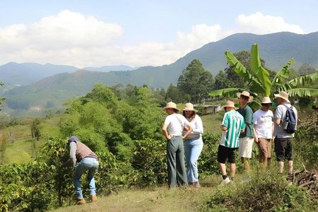 Traditional Colombian coffee tour from Salento
