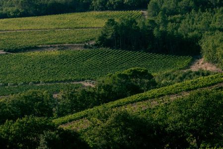 Commanderie de Peyrassol vineyard and history guided tour in English