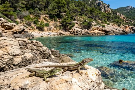 Boat trip from Sant Elm to Dragonera Island Natural Park