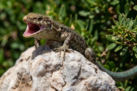 Dragonera Island and Sant Elm village boat trip from Puerto de Andratx