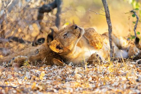 Nyerere National Park two-day safari with bush walk and boat cruise