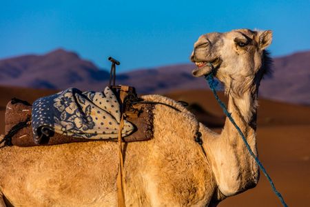 Three-day desert tour to Marzouga from Agadir with traditional Bedouin overnight stay