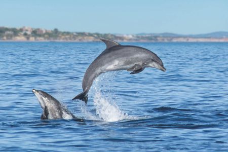 Lagos dolphins and Benagil caves catamaran with marine biologist
