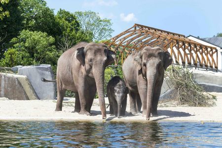 Summer Nights at ARTIS Zoo entrance ticket