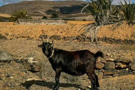 Fuerteventura small-group hiking tour with goats