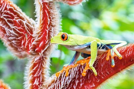 3-Day Botanika Osa Rainforest Experience