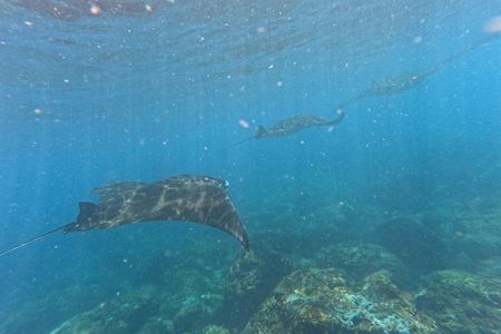 Snorkelling in Nusa Penida 4 points