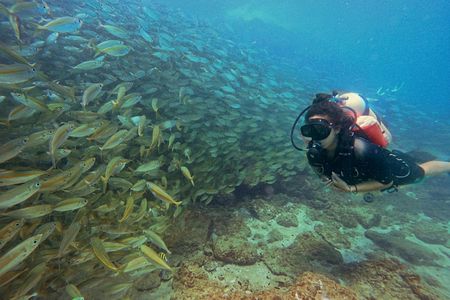 Fujairah two dives for certified divers