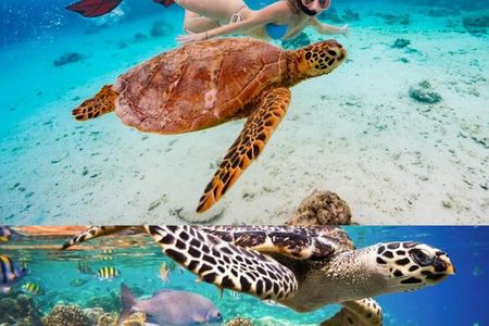 St John's snorkel with sea turtles at Green Island