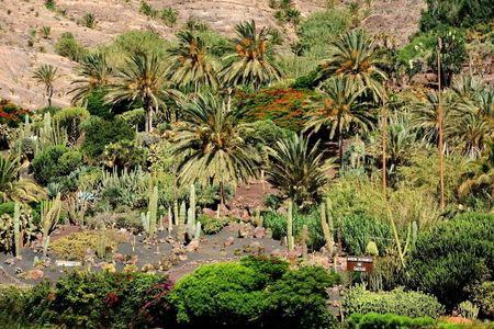 Oasis Wildlife Fuerteventura Botanic Experience guided tour