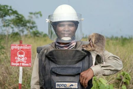 City highlights tour and APOPO Hero Rat experience in Siem Reap