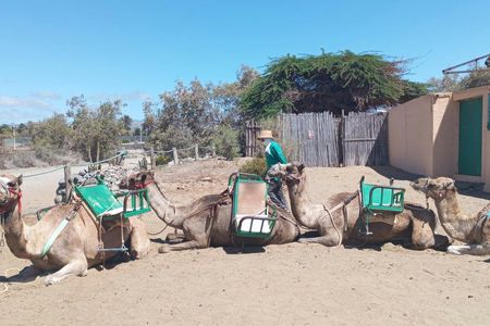 E-Scooter city tour with camel safari across Maspalomas dunes