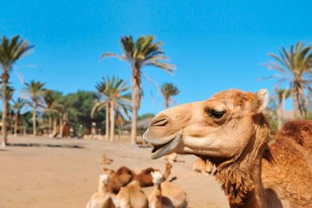 Dromemilk Camel Reserve guided tour