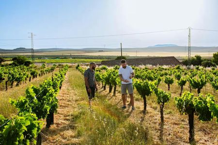 Winery and olive oil mill tour and tasting with tapas